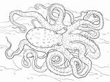 Octopus Coloring Pages Atlantic Spotted Animal Adults Adult Ringed Blue Colouring Printable Hard Realistic Detailed Sea Supercoloring Zentangle Drawings Drawing sketch template
