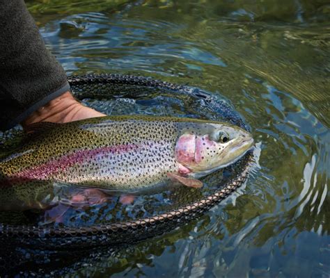 bait  rainbow trout  ponds fishing fanatiks