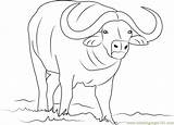 Coloring Boys Pages Buffalo African sketch template