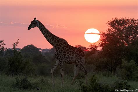 giraffe giraffa camelopardalis juzaphoto