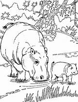 Ippopotamo African Hippo Hippos Kleurplaat Adults sketch template