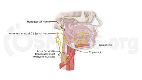 hypoglossal nerve
