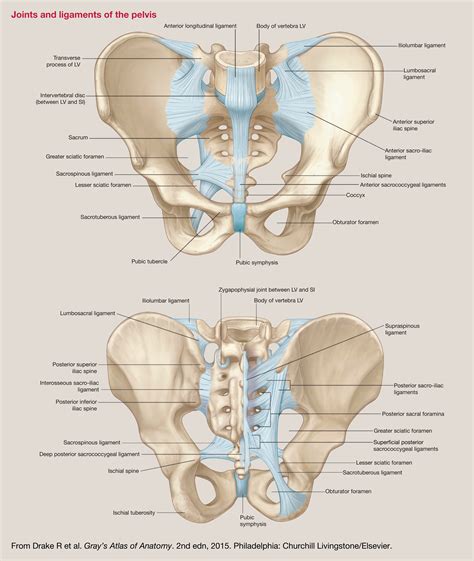 identify  bony posterior wall   pelvis