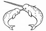Narwhal Coloring Pages Narwhals Mating Beautiful Narwal Colouring Narwhale Unicorn Two Printable Color Netart Fat Print Getcolorings Xcolorings Use Search sketch template