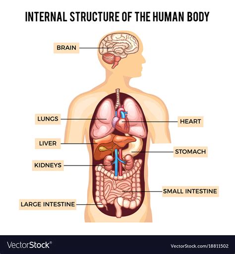 human body and organs systems infographic vector image