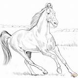 Marwari Arabian Teke Horses Caballo Akhal Caballos Ausdrucken Ausmalbild sketch template