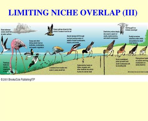 biology  principles  ecology niche  species species