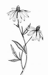 Eyed Susan Tattoo Drawing Botanical Illustration Flower Drawings Daisy Line Coroflot Illustrations Susans Sketches Stencil Flowers Designs Meghan Witzke Tattoos sketch template