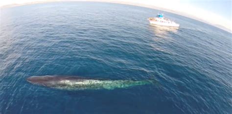 drone whale watching  unmanned aircraft harm marine mammals video ibtimes