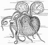 Nautilus Inktvis Calamaro Colorare Calamar Tintenfisch Malvorlage Seiche Nautile Octupus Svg Ausmalbilder Große Téléchargez sketch template