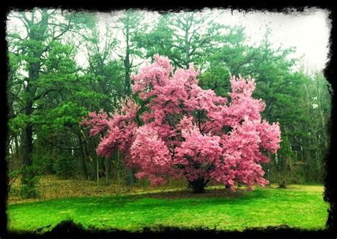 spring   arboretum morning commute photo flickr