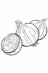Onion Coloring Pages Color Print sketch template
