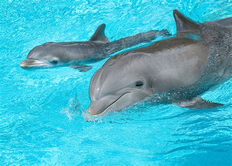 baby dolphin  baby animal zoo