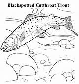 Coloring Fish Trout Montana State Cutthroat Pages Color Print Blackspotted Printable Book Montanakids Activities Games Quilt Colouring Colors Books Drawing sketch template