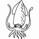 Squid Coloring Pages Printable Clipart Kids Marine Animals sketch template