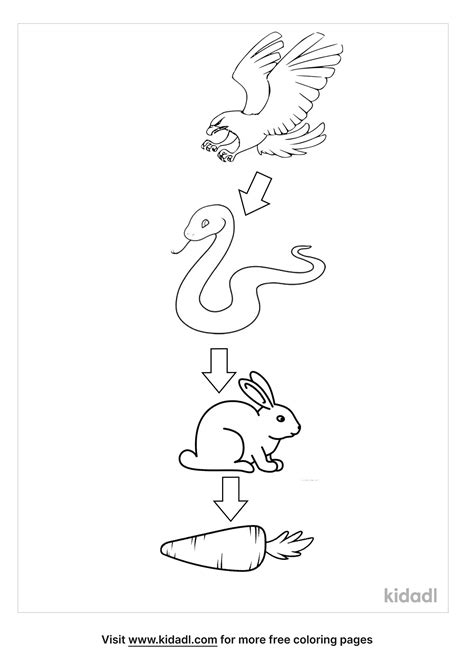 food chain coloring pages  getcolorings   pr vrogueco