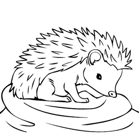 hedgehog coloring pages kidsuki