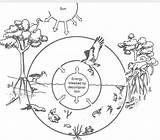 Biotic Factors Mangrove Brainly Ecosystem sketch template