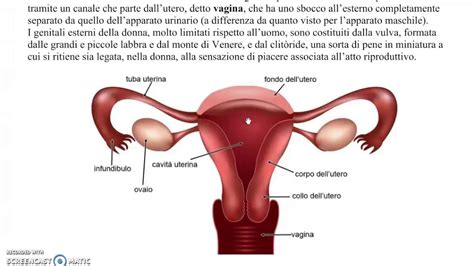 anatomia apparato genitale femminile immagini jamesmotret