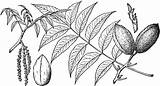 Pecan Branch Coloring sketch template