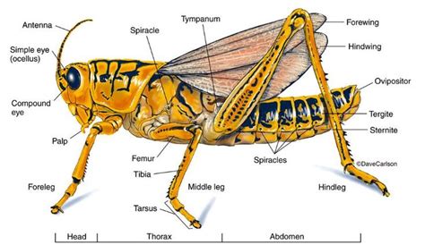 grasshopper anatomy google search zoology anatomy science biology