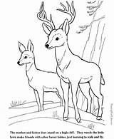 Coloring Pages Hunting Deer Printable Color Wild Kids Template Print Coloringpagesabc Sheet Printables Buck Animal Cute sketch template