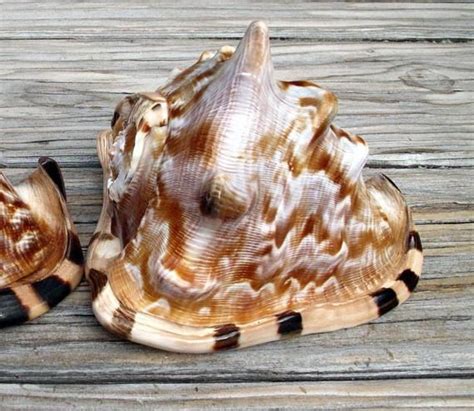 large seashell king helmet sea shells ocean treasures shells  sand