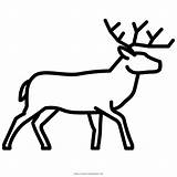 Ciervo Cervo Colorare Kindpng Pinclipart Reindeer Antlers Ultracoloringpages sketch template