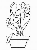 Coloring Daffodil Pages Recommended sketch template