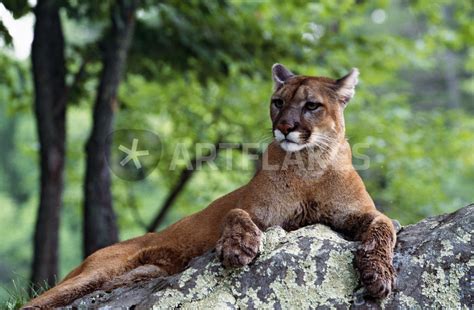 female cougar lying on rock minnesota usa picture art prints and