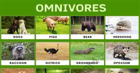 omnivore list  amazing animals   omnivores esl