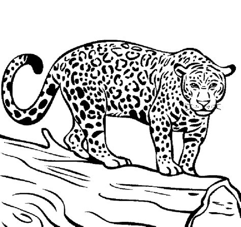 jaguar coloring pages belinda berubes coloring pages