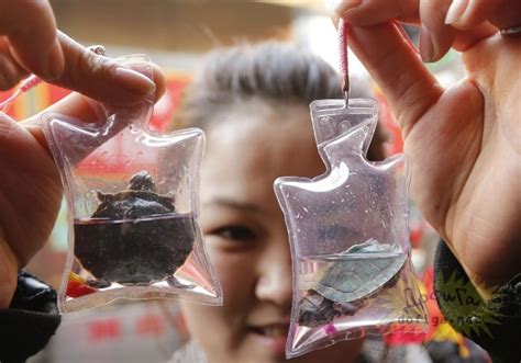Chinese Sell Live Turtles In Necklaces Page 2 Sick Chirpse