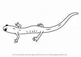 Salamander Draw Drawing Amphibians Step sketch template