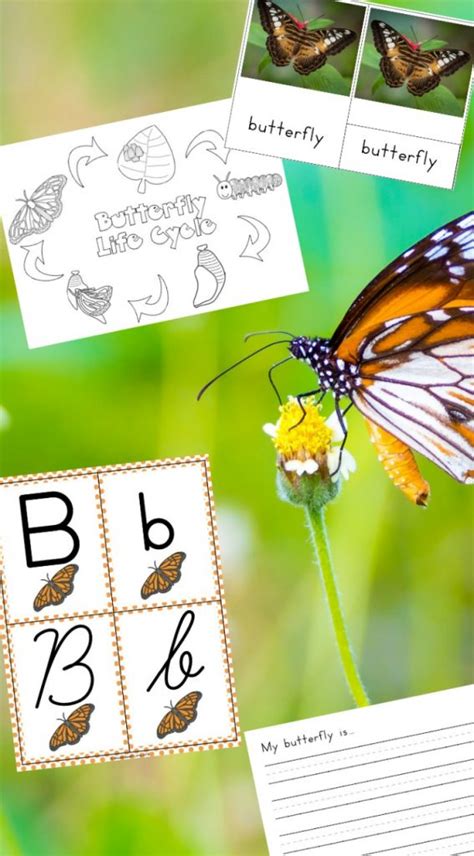 butterfly life cycle printables  crafts