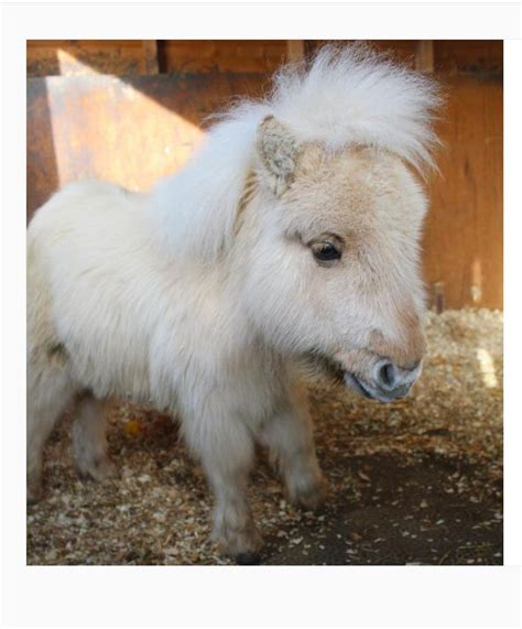rinteret rayneslays shetland pony cute baby horses cute ponies