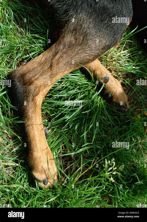 dogs hind legs lying  stock photo  alamy