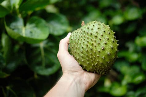 beneficios de consumir guanabana deliciosa fruta tropical