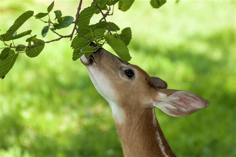 stop deer  eating plants  san antonio neighborhoods