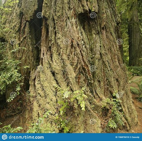 tree trunk  redwood forest stock photo image  trunk state