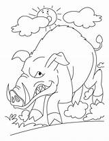 Wild Boar Coloring Pages Pig Anguish Drawing Getcolorings Getdrawings Colorings Print sketch template