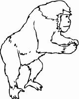 Gorilla Coloring Pages Gorillas Printable Categories Apes Supercoloring sketch template