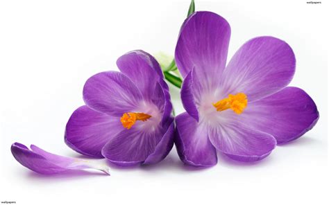 fleurs de violette fresh square