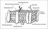 Fluid Mosaic Plasma Model Membrane Cell Structure Membranes Biology Describe Diagram Label Bilayer Phospholipid Cholesterol Hydrophobic Phospholipids Easy Tails Carbohydrate sketch template