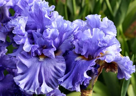 world  irises talking irises  blue iris garden planting  monochromatic tall bearded