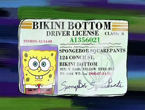 list of driver s licenses encyclopedia spongebobia fandom powered by wikia