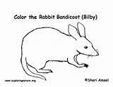 Bandicoot Coloring Bilby Sponsors Wonderful Support Please Western sketch template