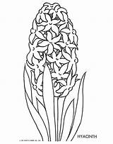 Hyacinth Designlooter sketch template