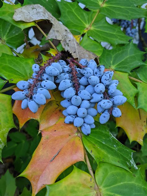 identify  slightly elongated whitish blue