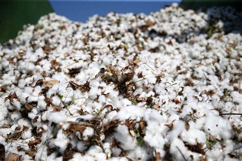 edible cotton  exists      big effect  world